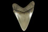 Glossy, Serrated, Fossil Megalodon Tooth #115800-2